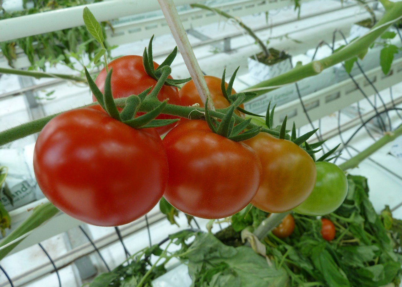 food tomatoes greenhouses free photo