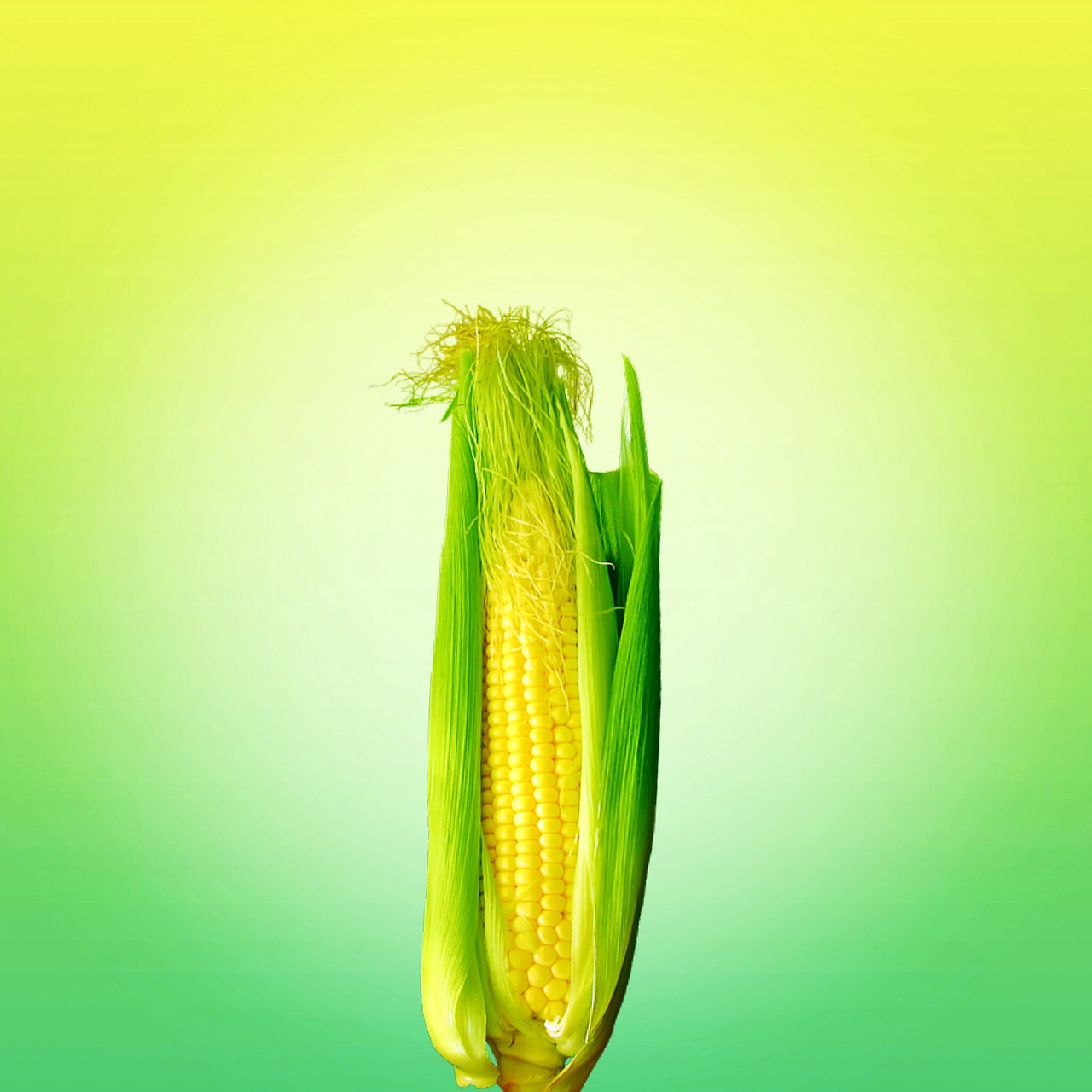 food corn yellow free photo