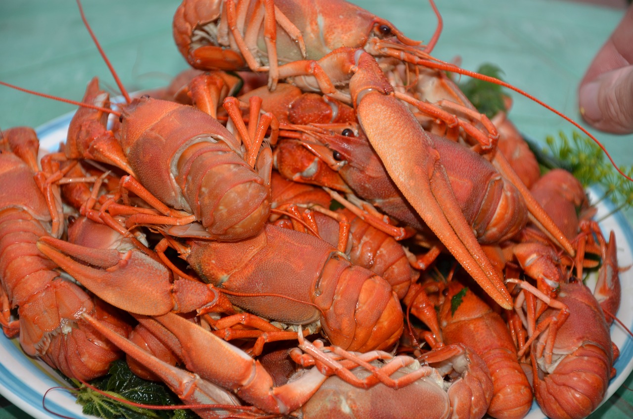 boiled lobster food cooking free photo
