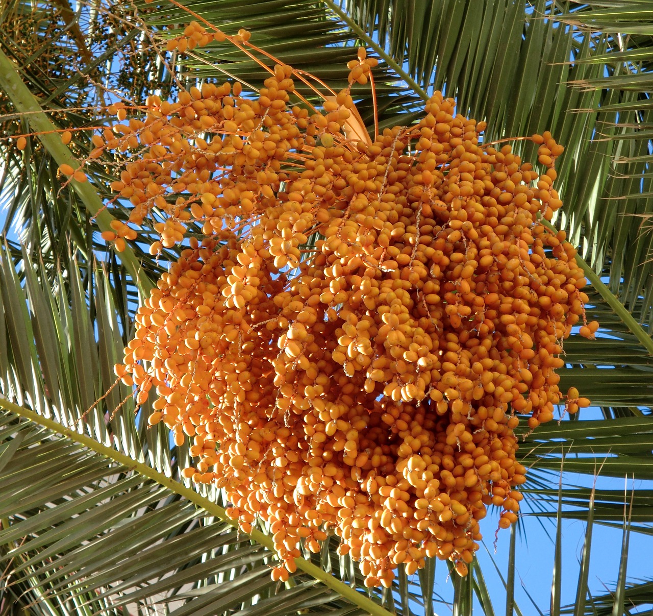 food dates palm tree free photo