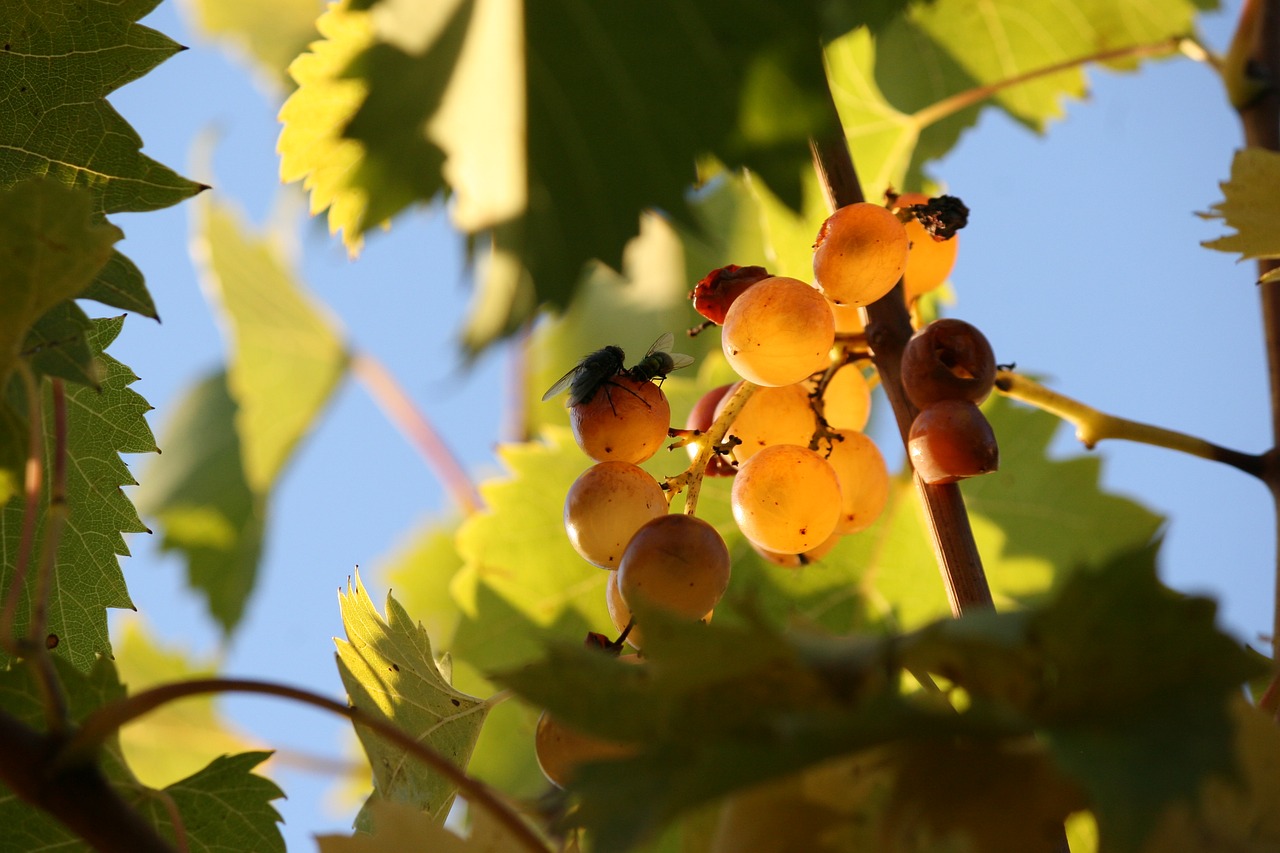 food grapes insects free photo