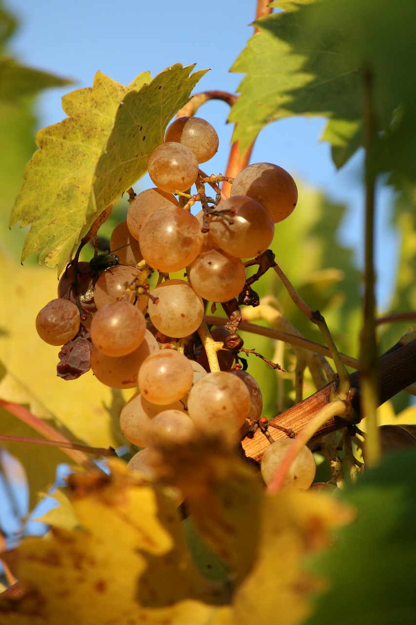 food grapes acini free photo