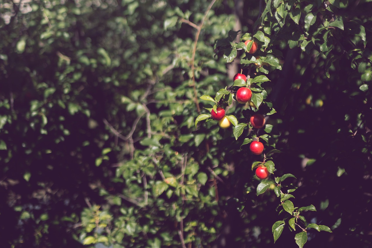 food fruits tree free photo