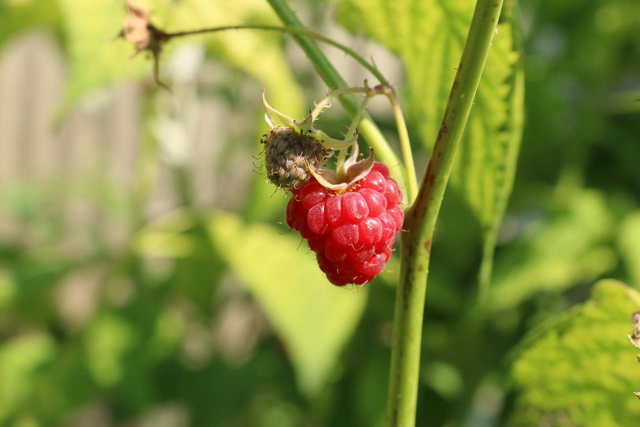 food fruit fruits free photo