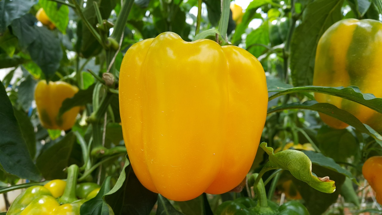 food capsicum pepper free photo