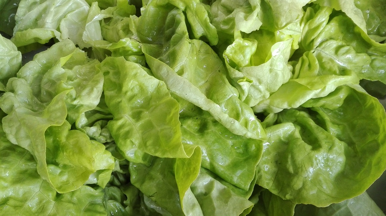 Зеленый салат, салат латук