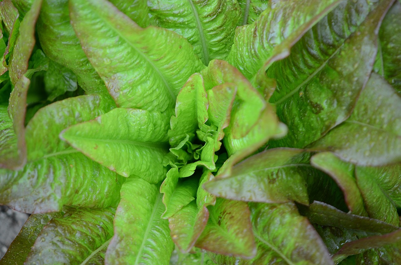 food delicious salad free photo