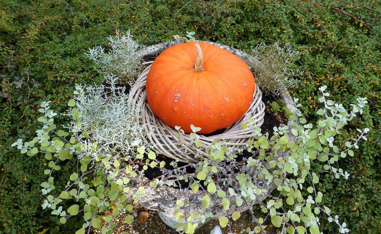 food pumpkin autumn free photo