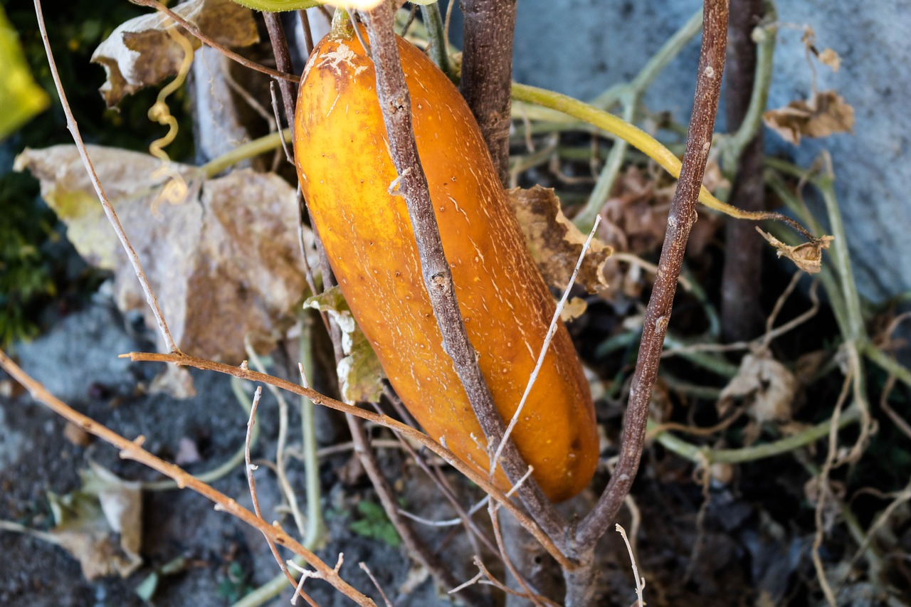 food vegetable plant free photo