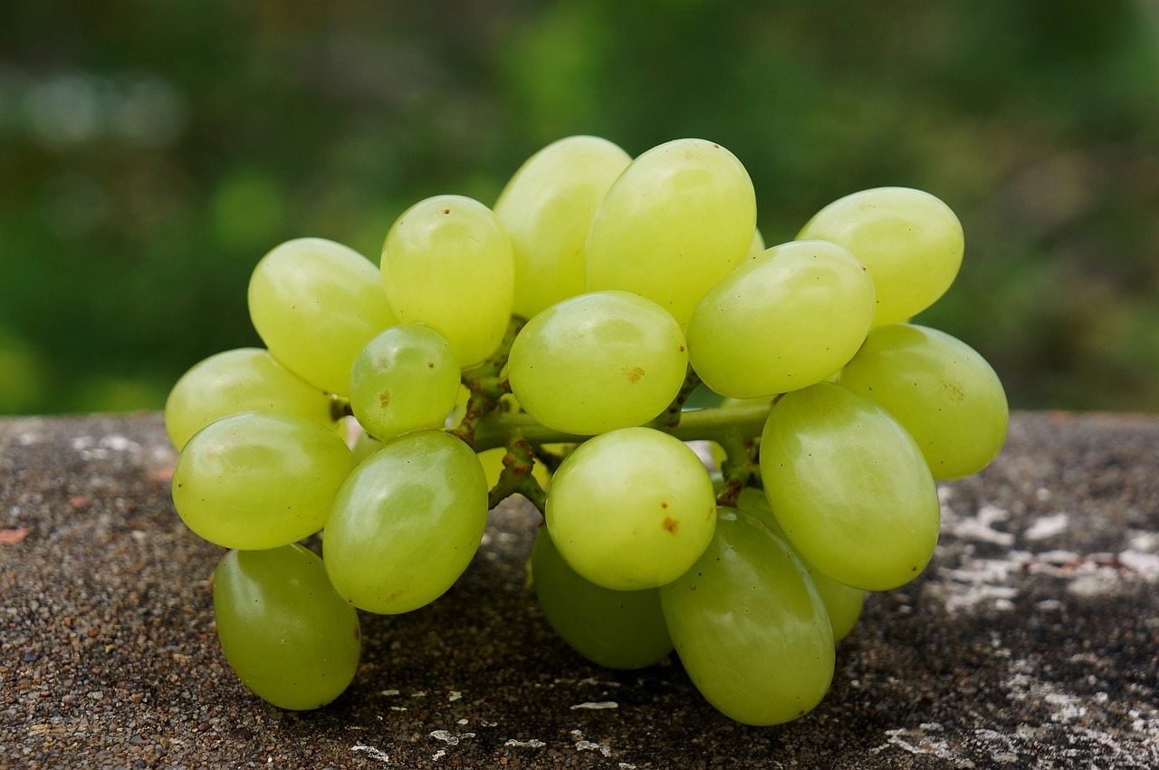 food green grapes in ninh thuan vietnam free photo