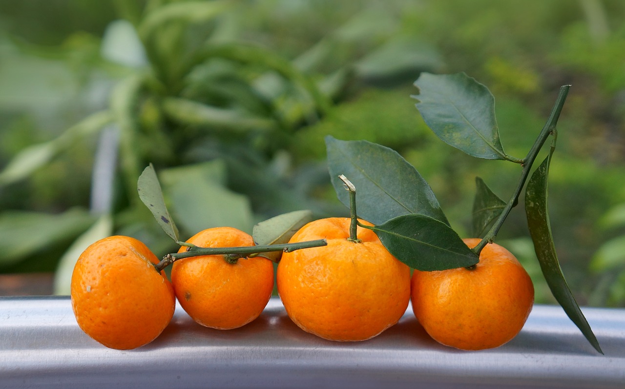 food fruits tangerines free photo