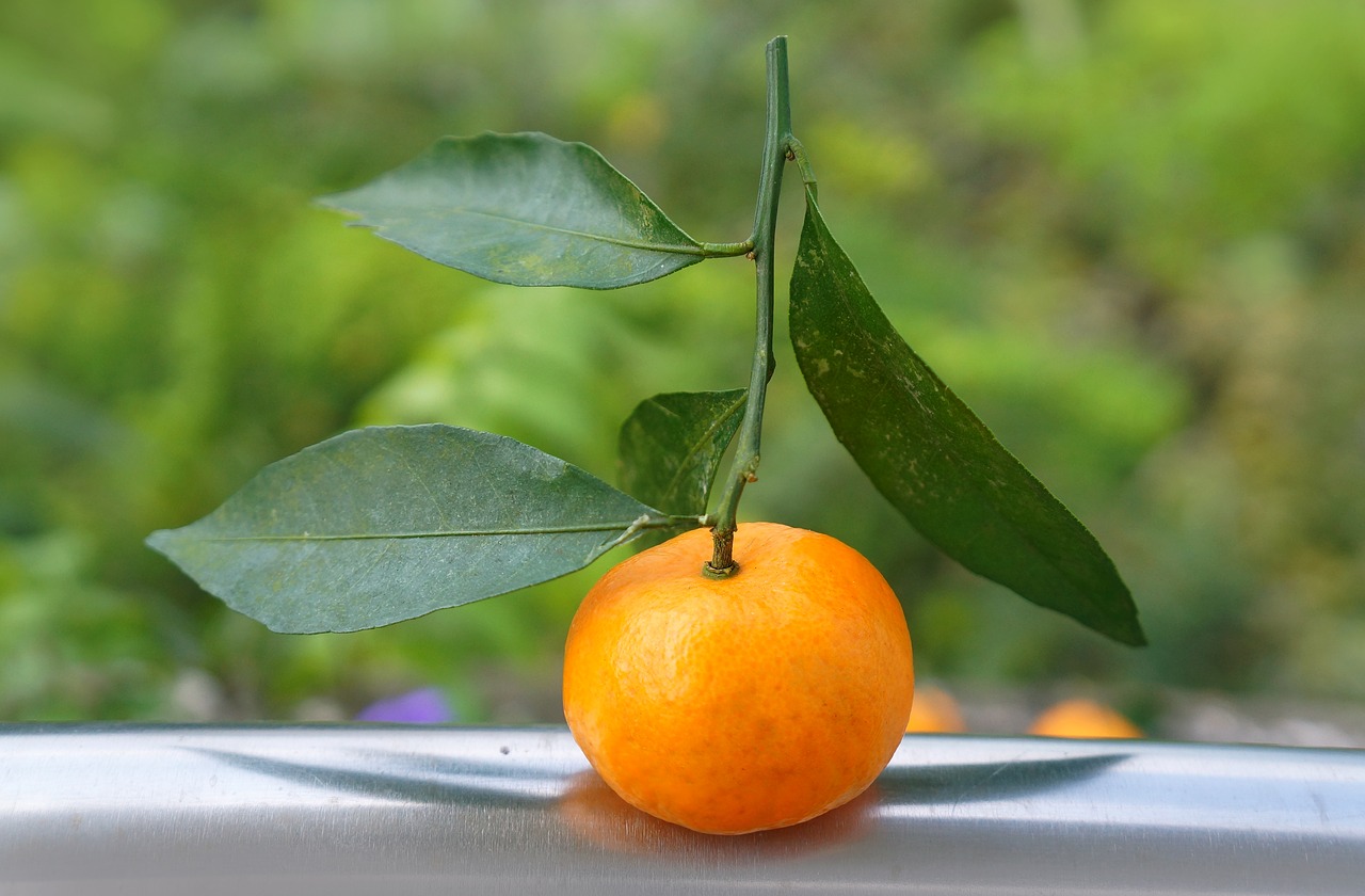 food fruits tangerines free photo