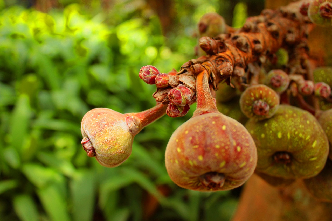 food fruit nature free photo