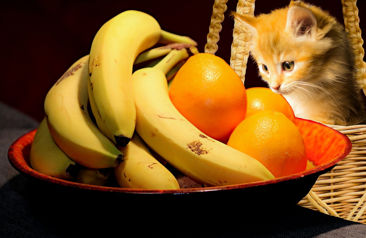 food fruit cat free photo