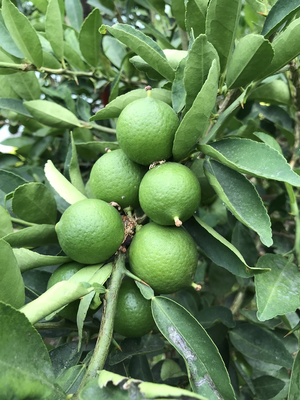 food fruit leaf free photo