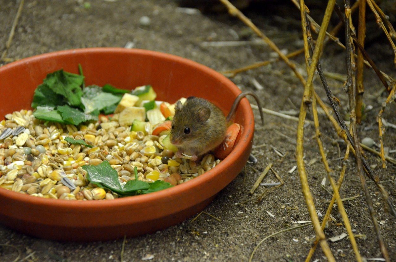 food vegetables mouse free photo