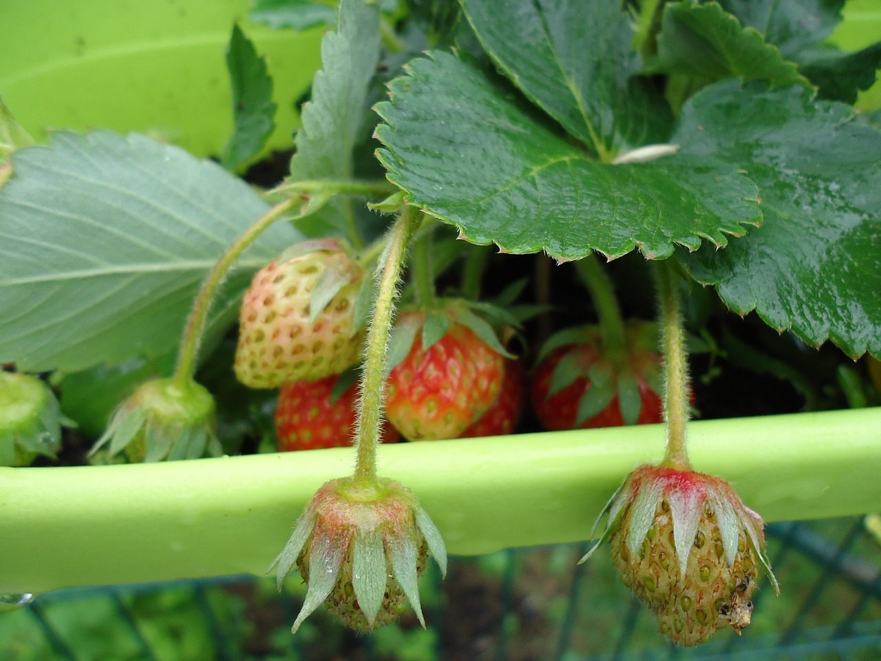 food leaf fruit free photo