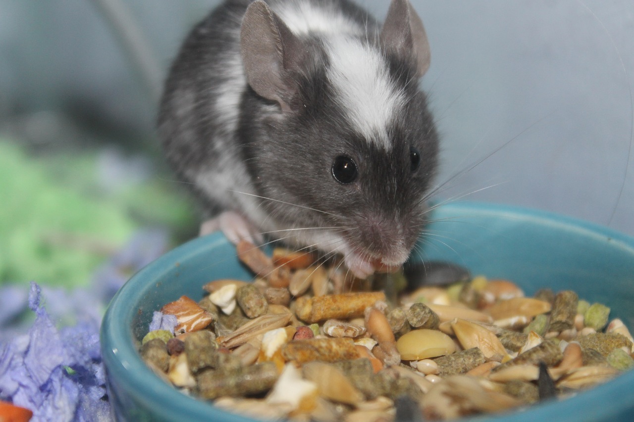 food little mouse free photo