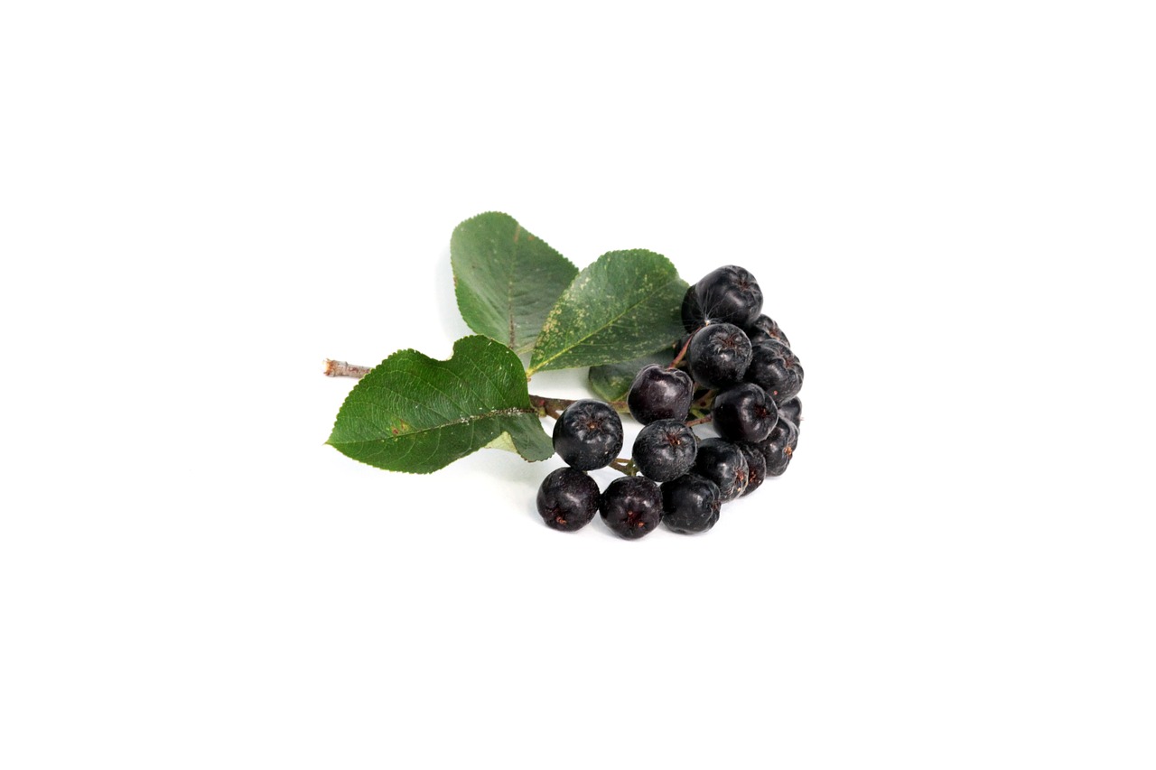 food black rowan nature free photo