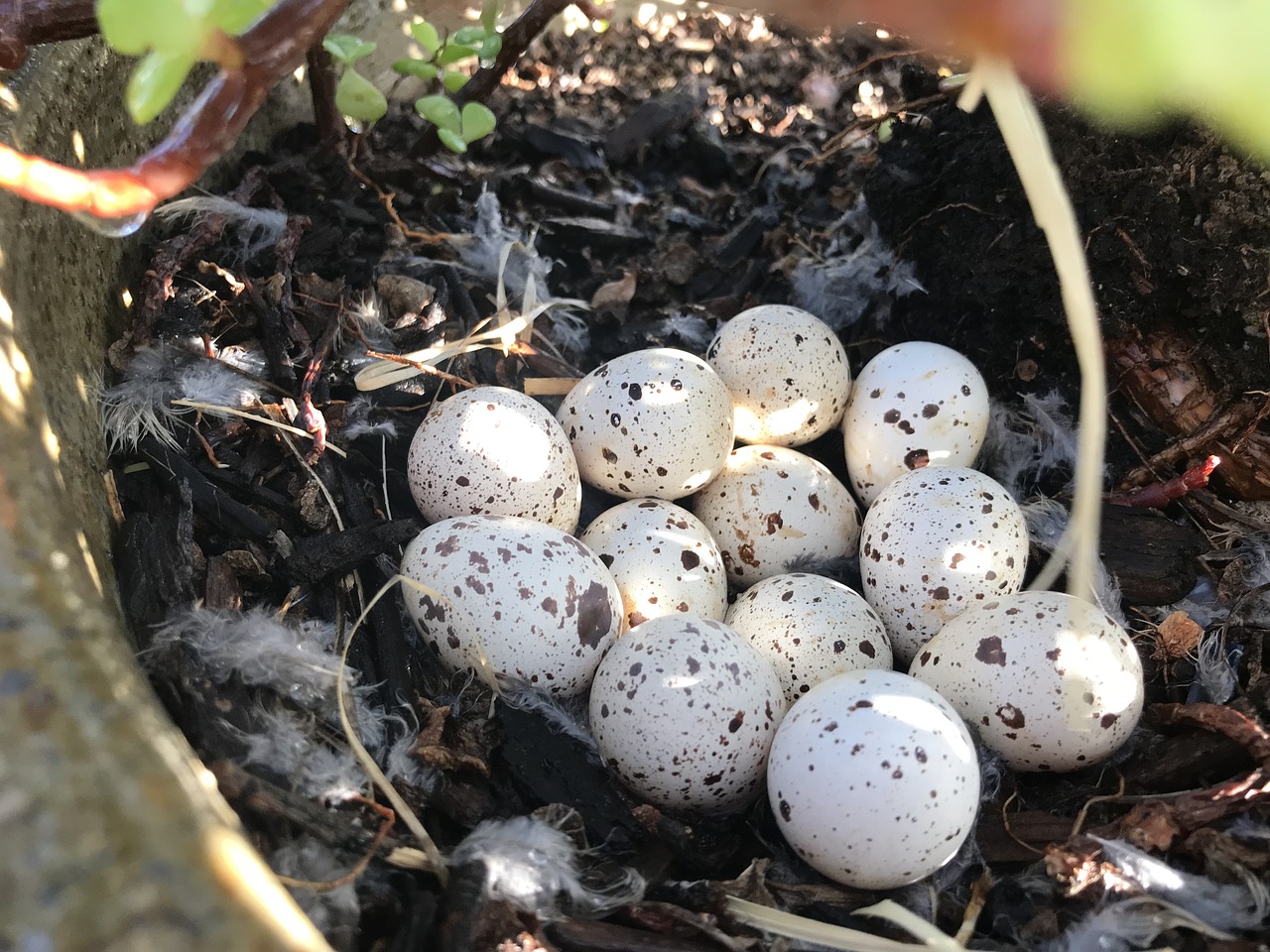 food  egg  nature free photo