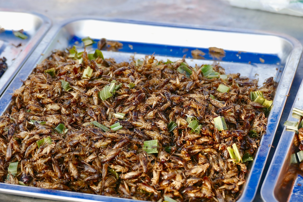 food  insect  nutrition free photo