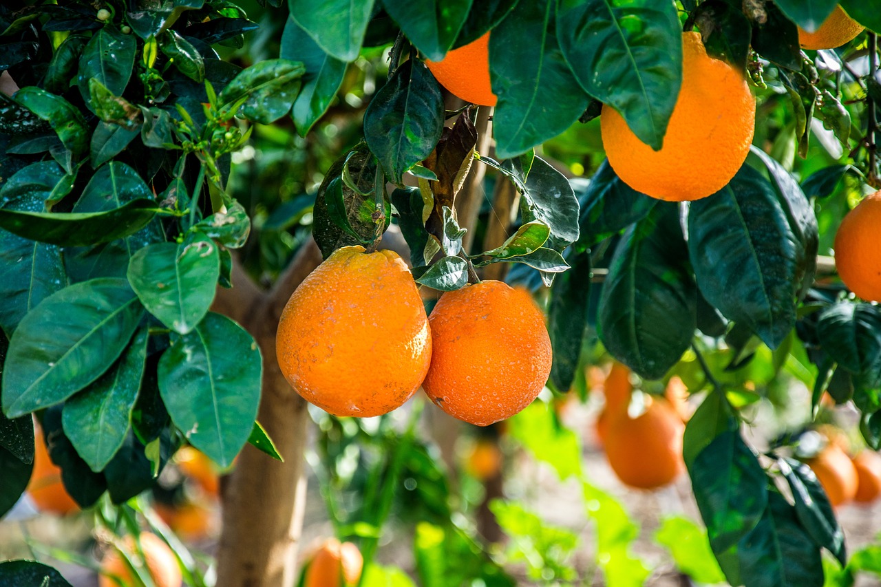 food  orange  trees free photo