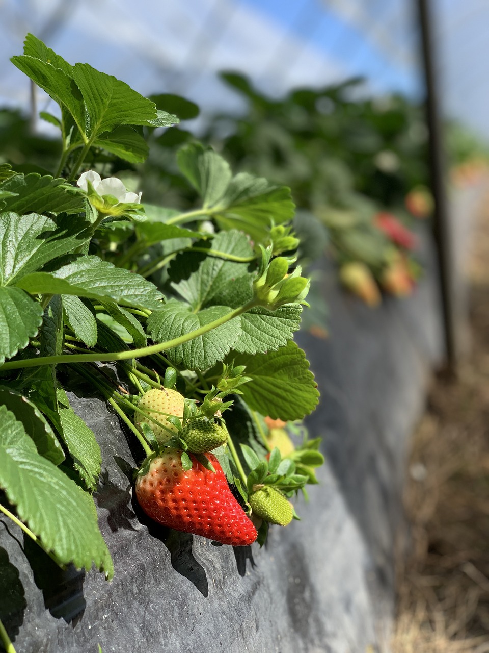 food  strawberry  fruit free photo