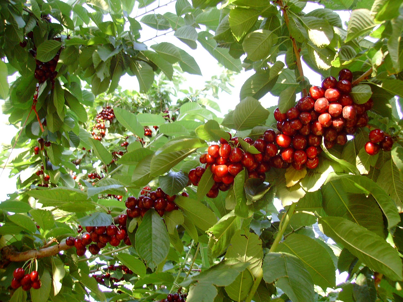 food fruit cherry free photo