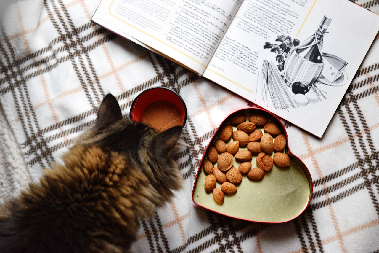 Download free photo of Food flat lay,morning coffee,breakfast,cat,kitten -  from needpix.com