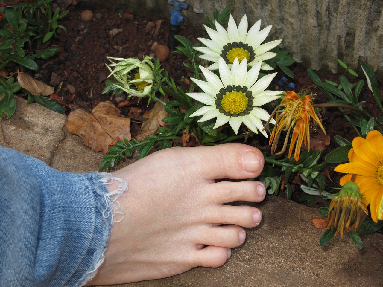 foot flower nature free photo