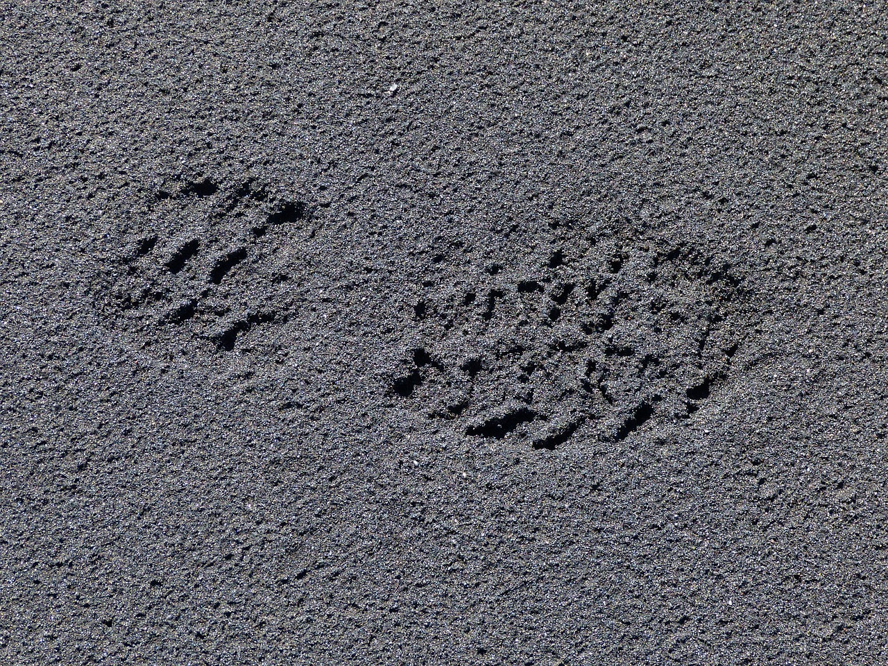 foot trace tracks in the sand free photo