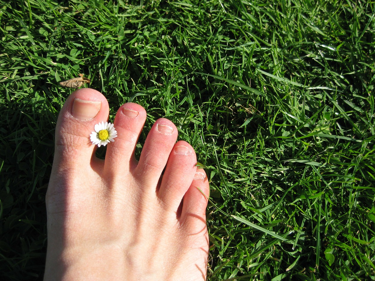 foot meadow grass free photo