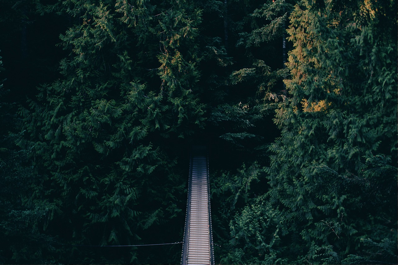 foot bridge forest bridge free photo