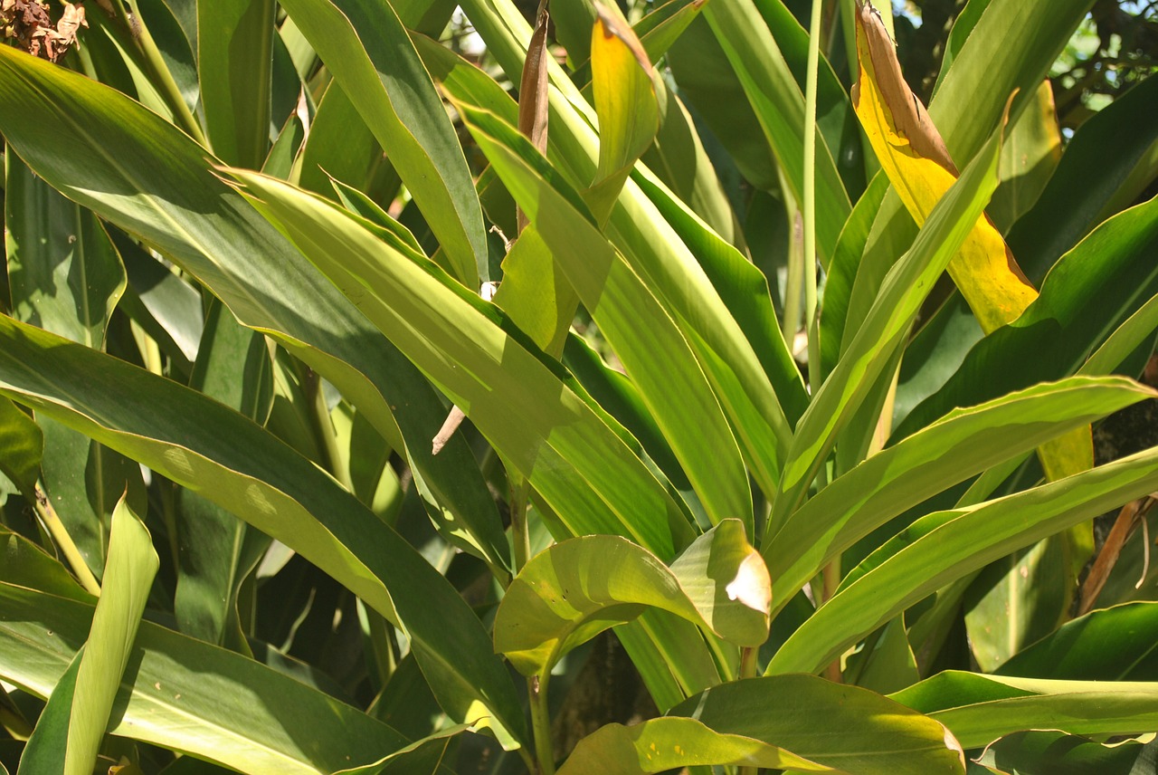 foot of colonia plant medicinal free photo