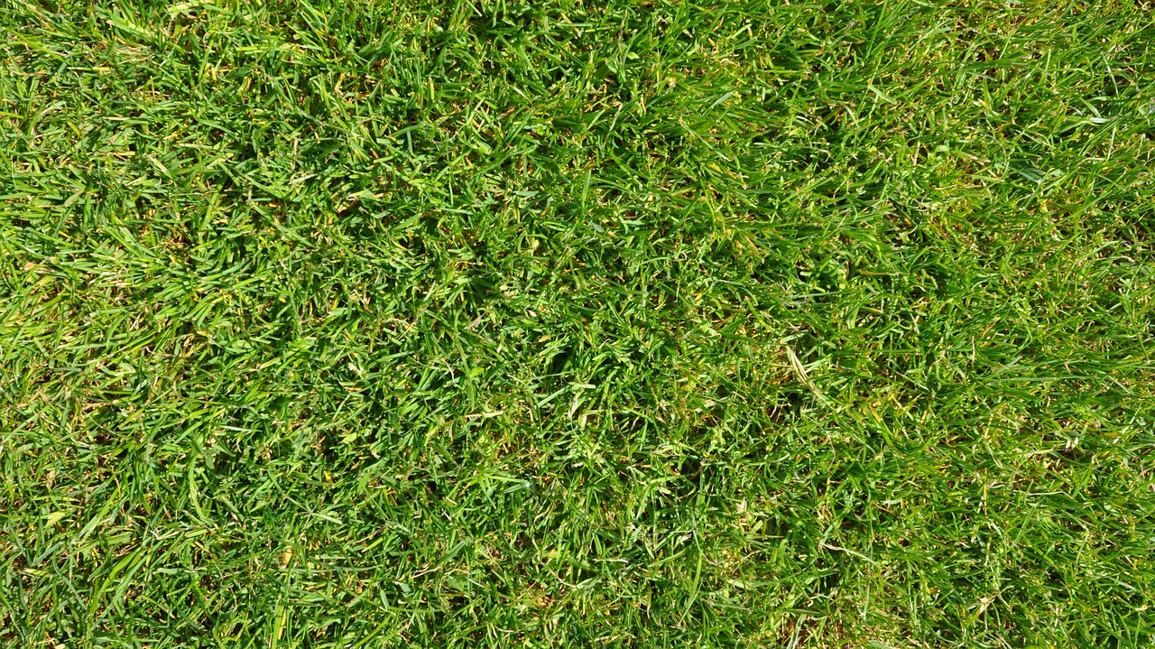 grass green football free photo