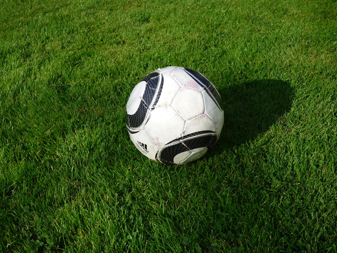 football grass white free photo