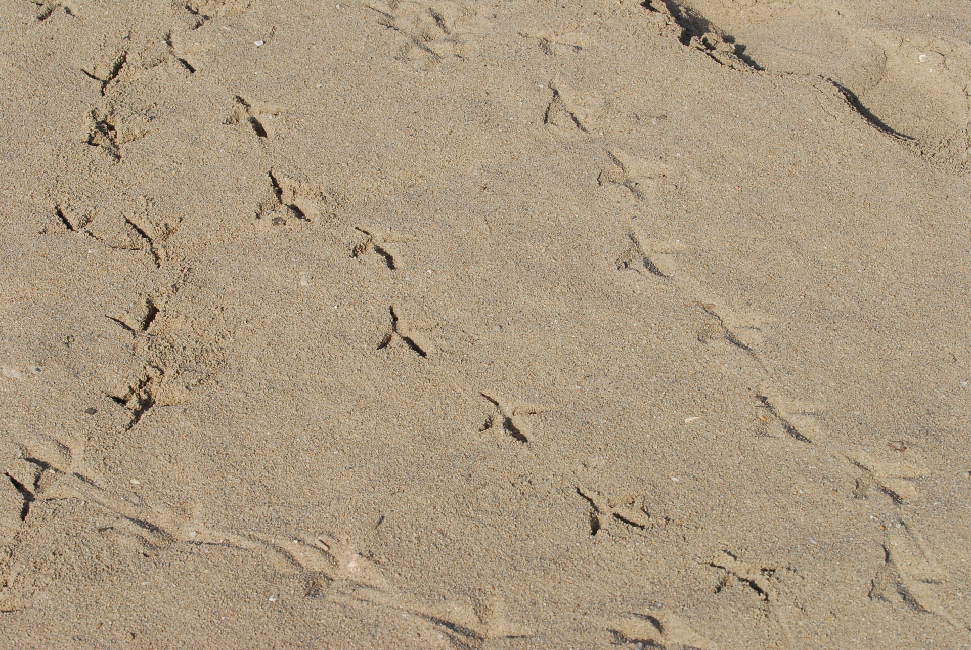 bird footmark sand free photo