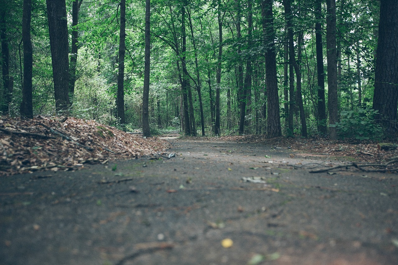 footpath forest woods free photo