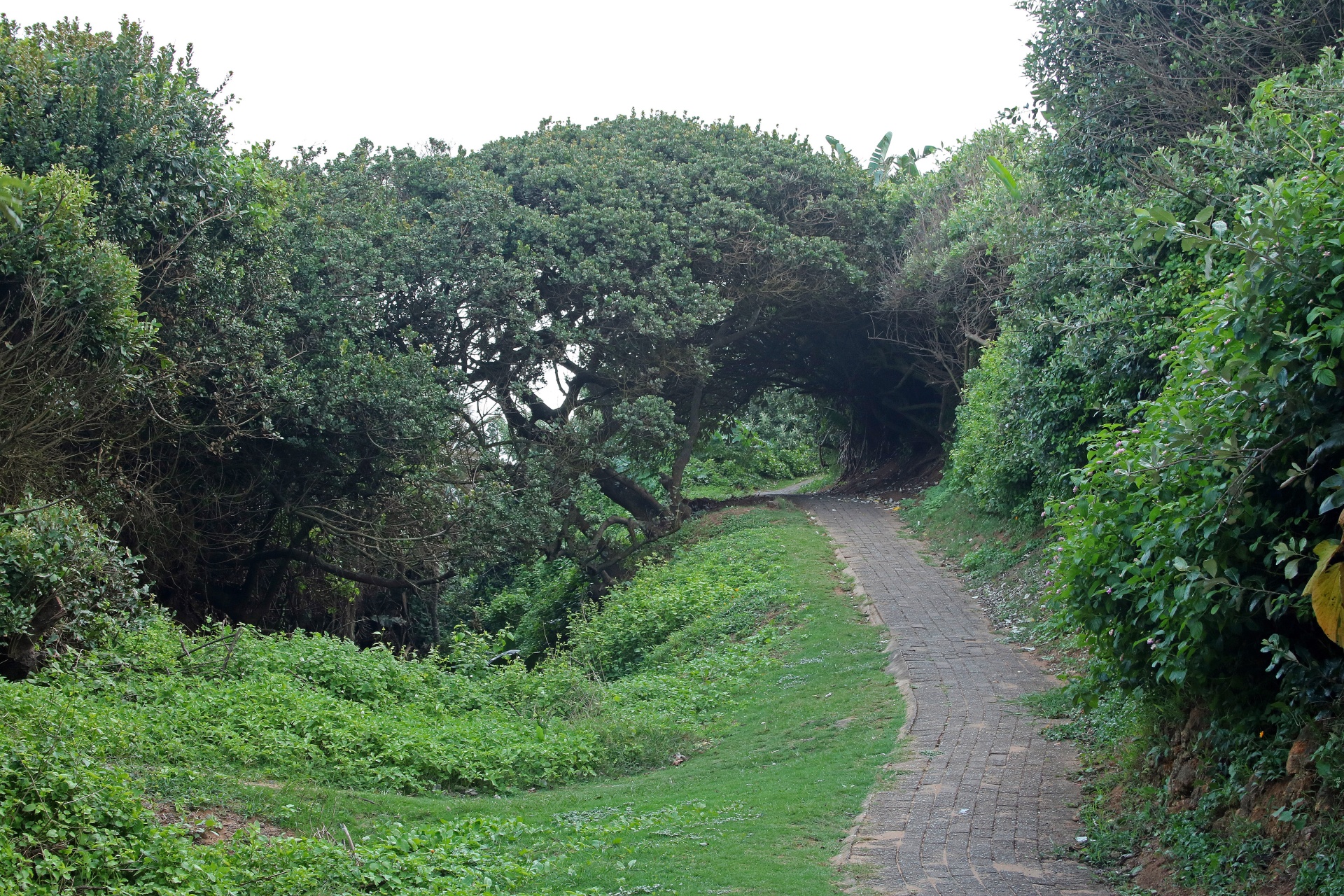 path paved vegetation free photo