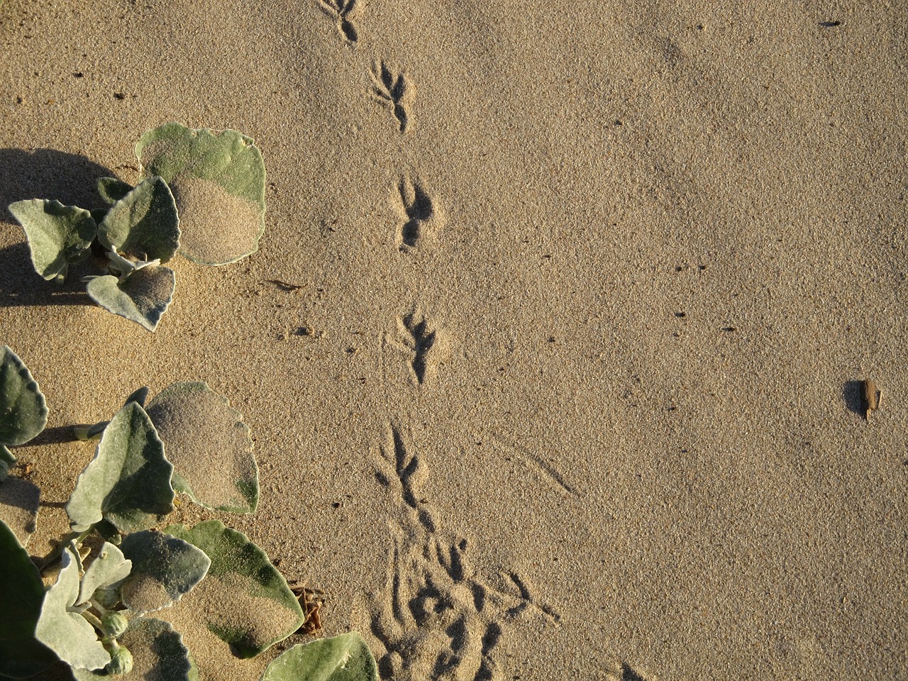 footprint bird sand free photo