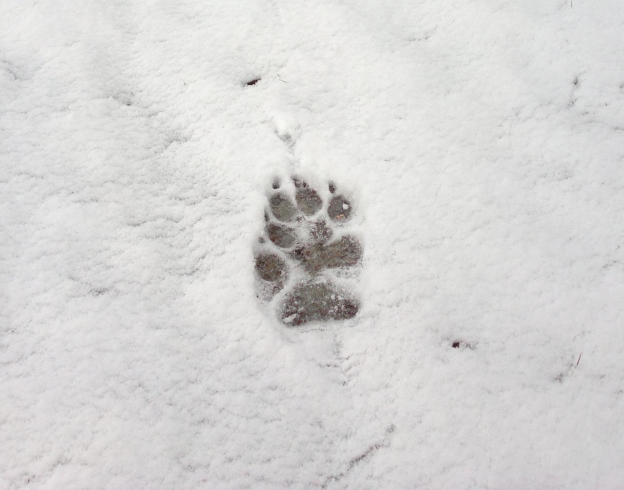 footprint snow white free photo