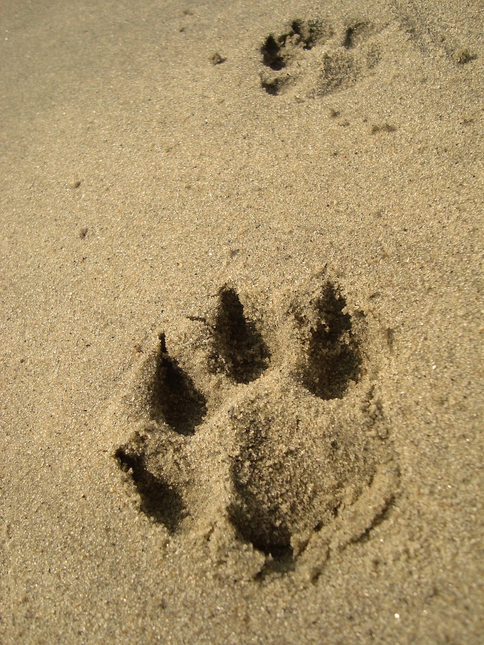footprint animal dog free photo