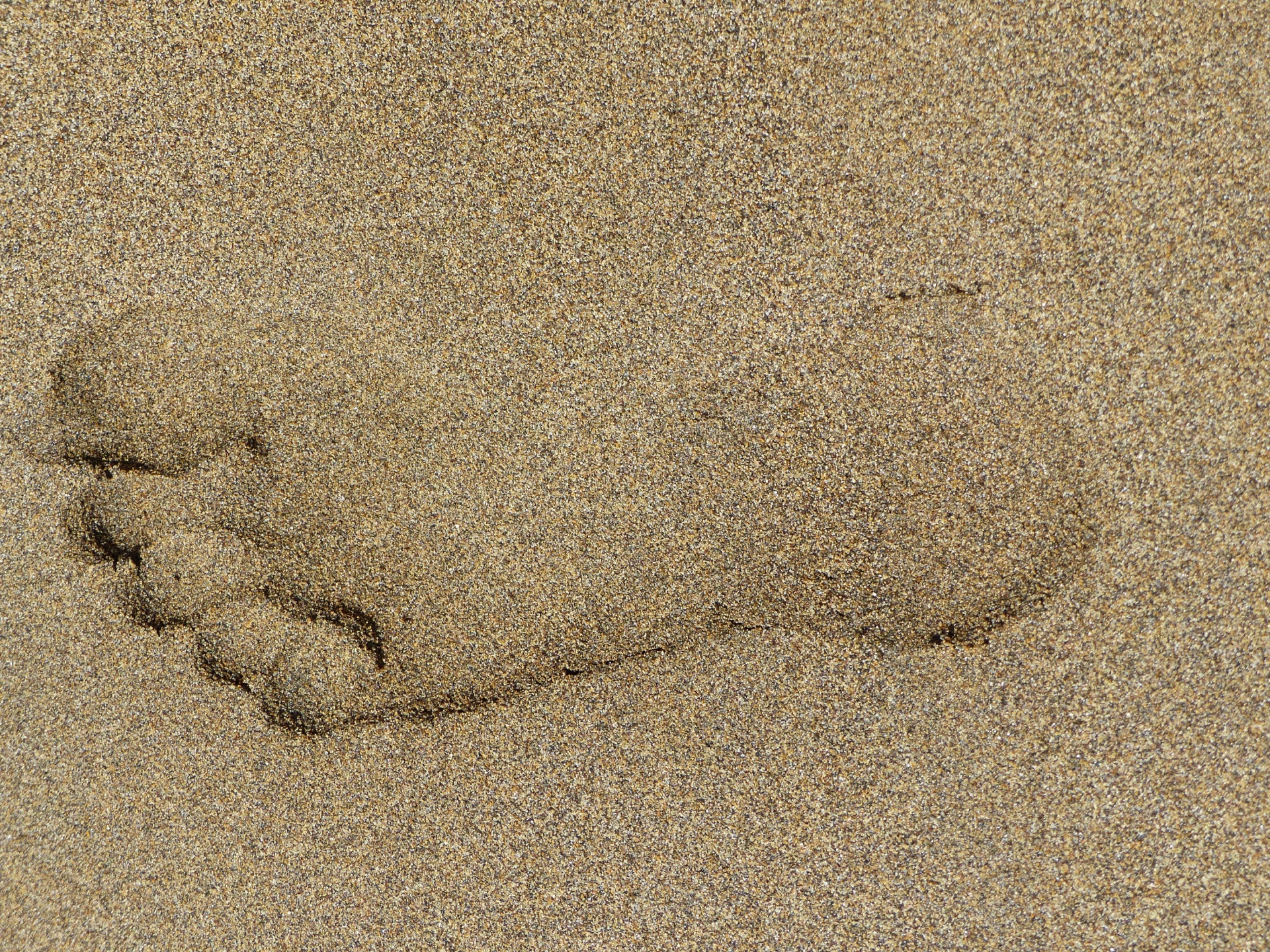 footprint sand beach free photo