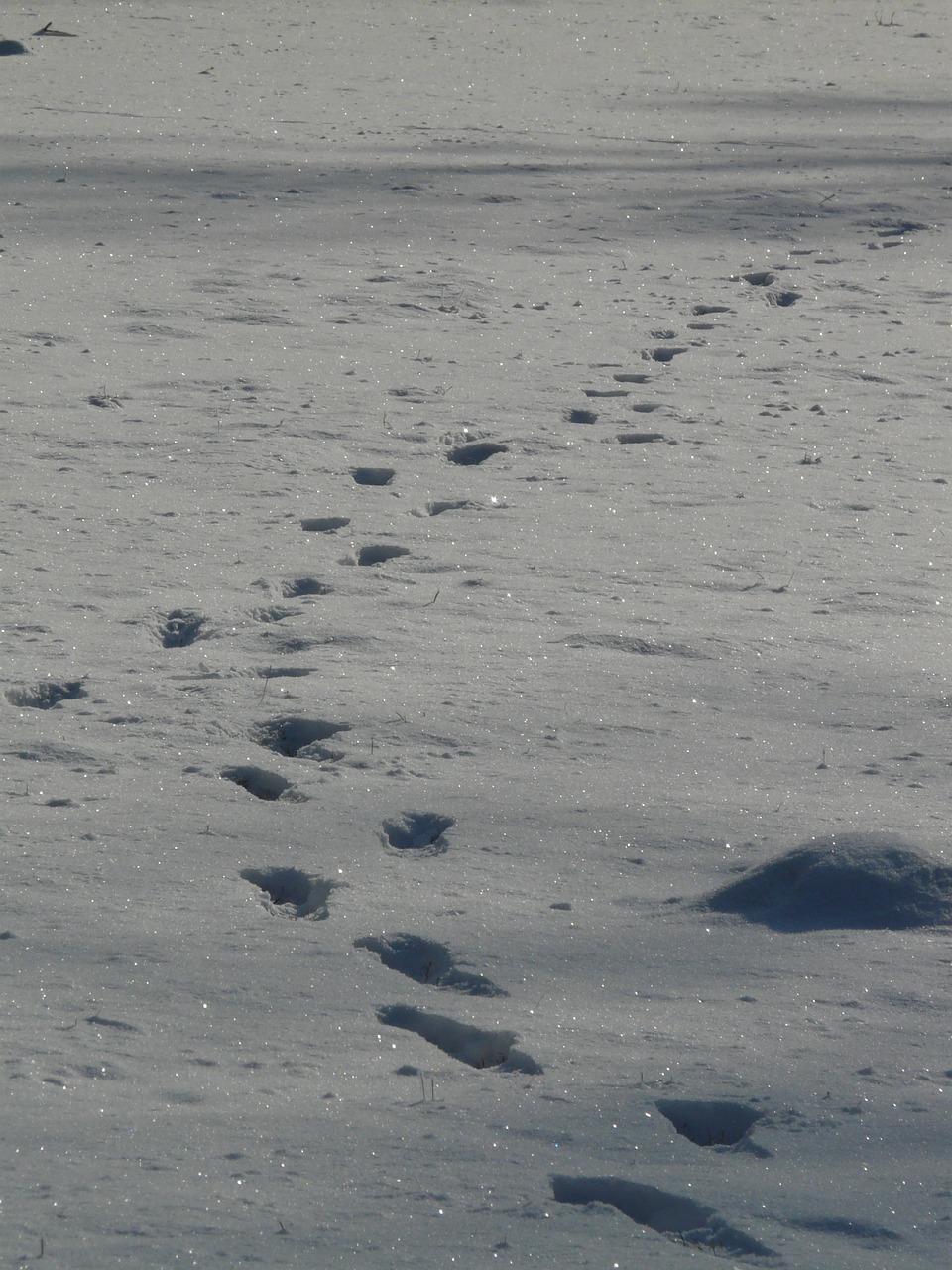 footprint molehill wintry free photo
