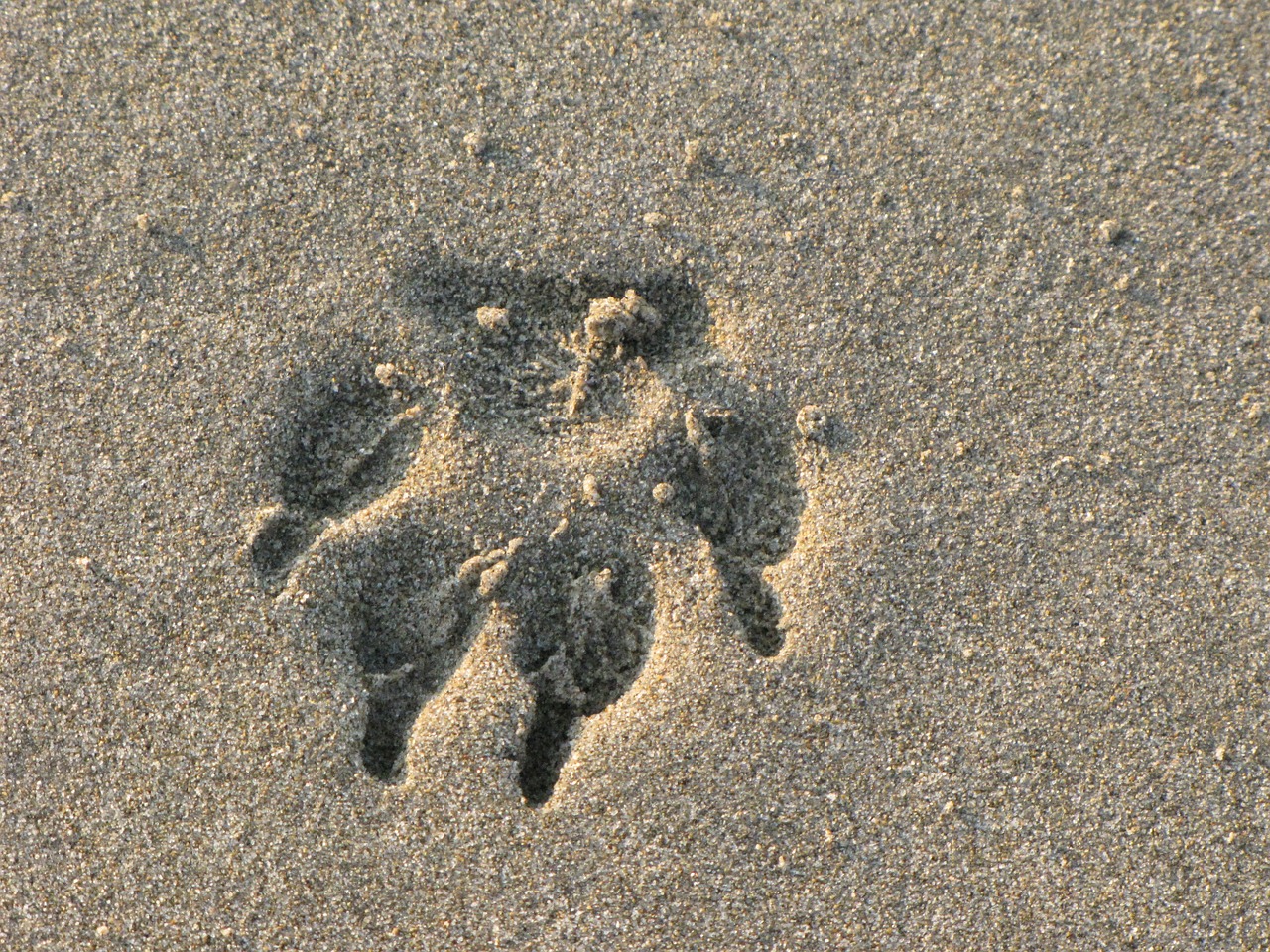 footprint paw animal free photo