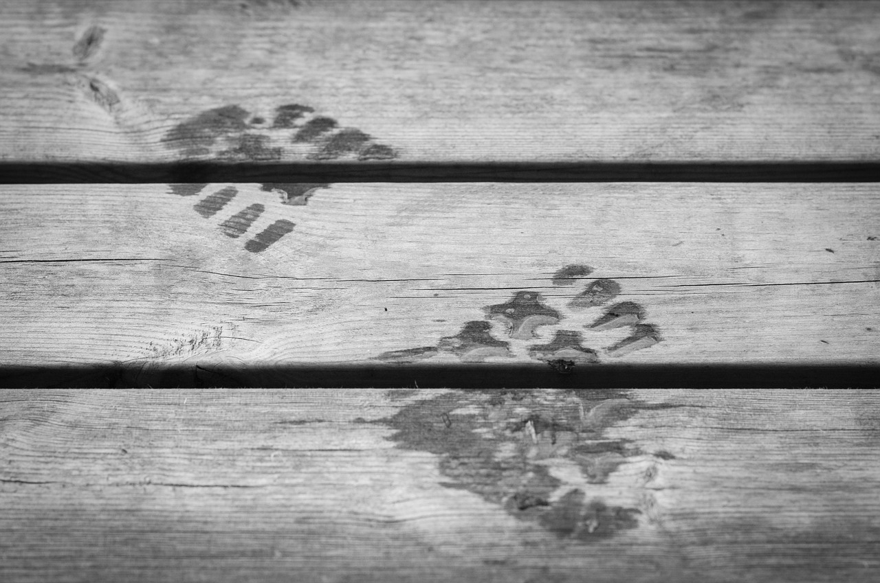 footprint wet step free photo