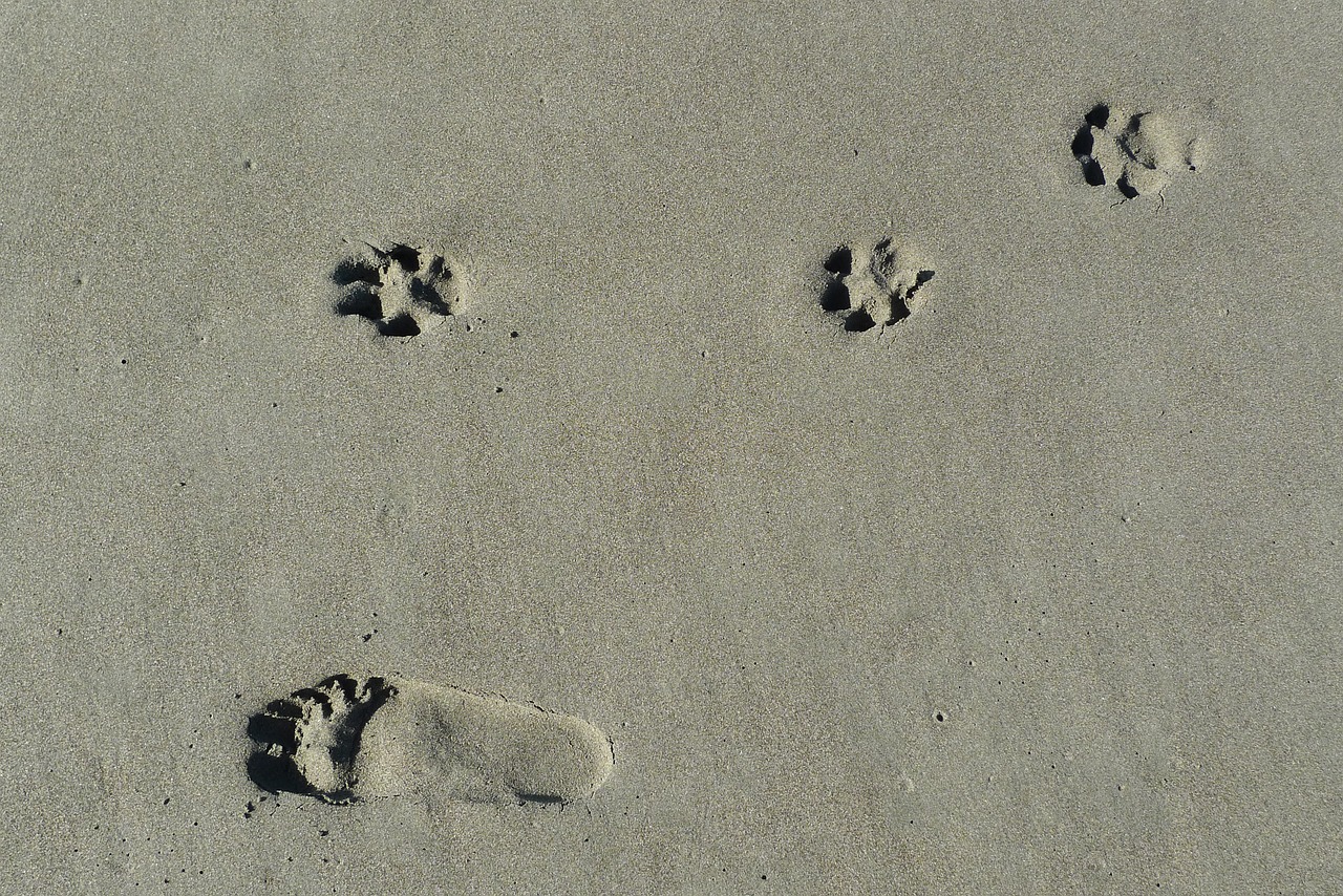 footprint train dog free photo