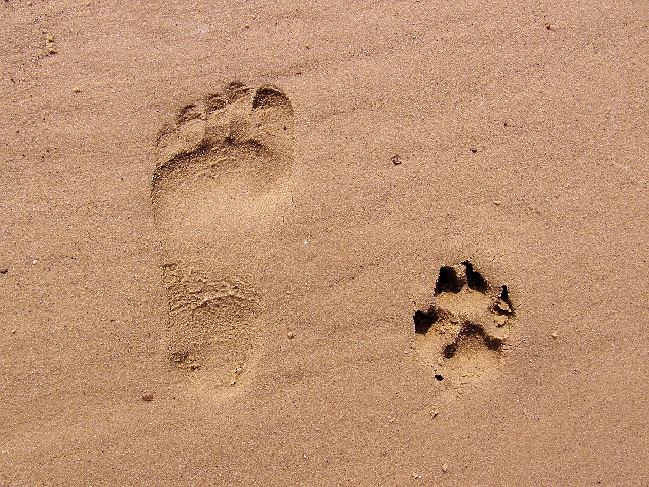 footprint sand footprints free photo