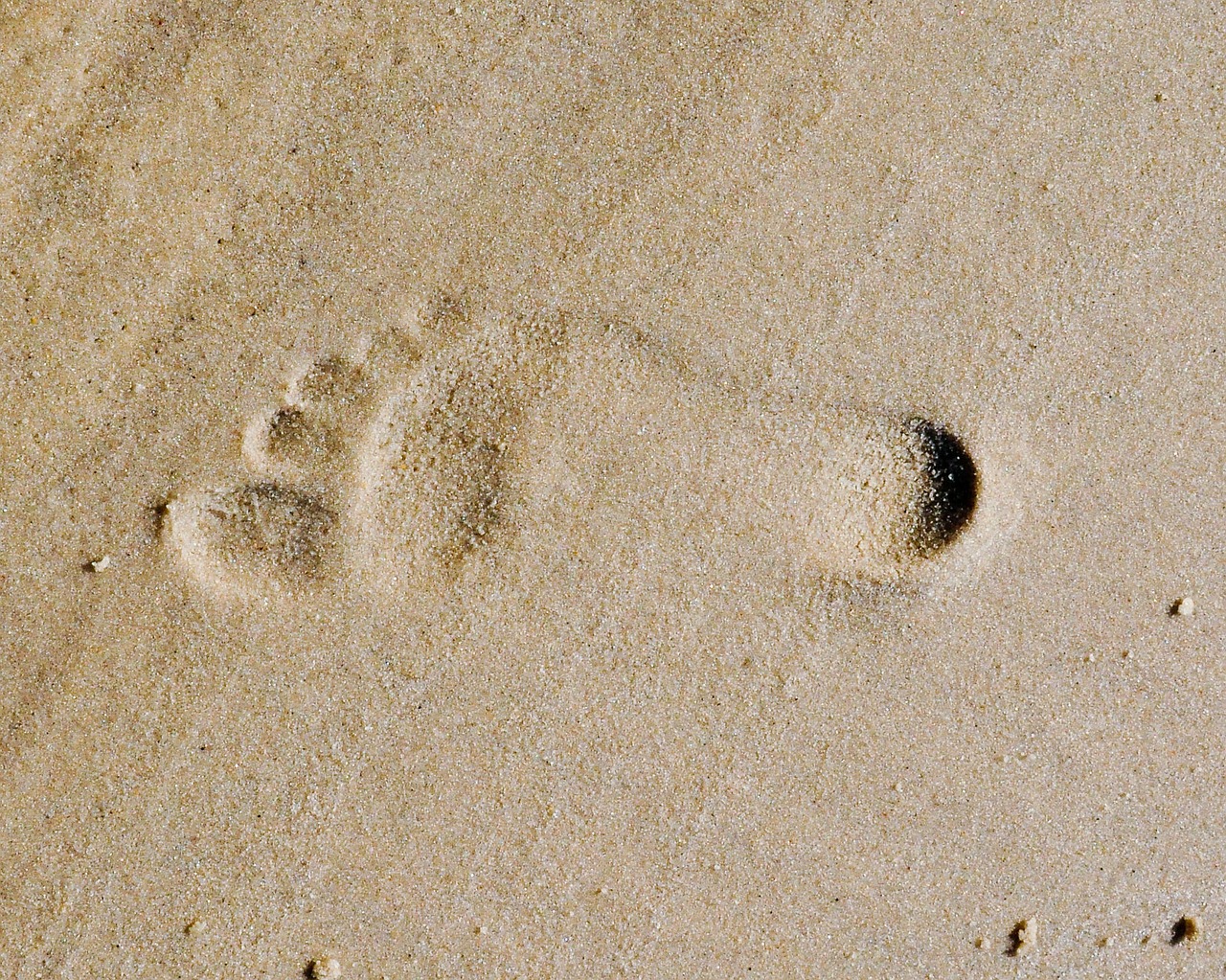 footprint sandy beaches free photo