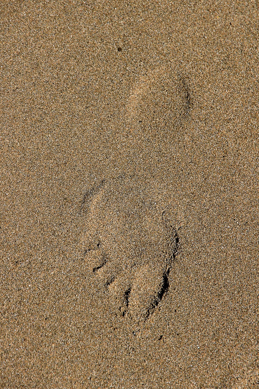 footprint track in the sand sand free photo